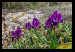 Yailata -23-03-2019 - Bogdan Balaban